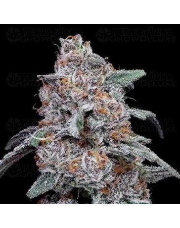 Purple People Eater Auto - DNA Genetics