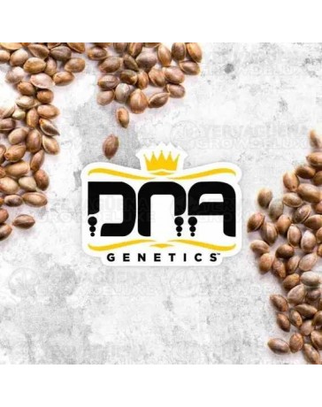 Patrick Swayze Auto - DNA Genetics
