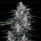 MacNana Auto - DNA Genetics