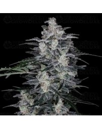 MacNana Auto - DNA Genetics
