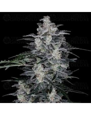 MacNana Auto - DNA Genetics