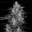 MacNana Auto - DNA Genetics