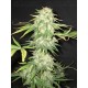 Yumbolt CBD Seeds