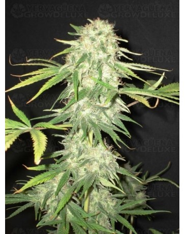 Yumbolt CBD Seeds