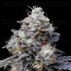 MacMelon Auto - DNA Genetics