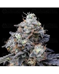 MacMelon Auto - DNA Genetics