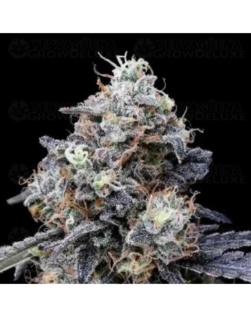 MacMelon Auto - DNA Genetics