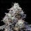 MacMelon Auto - DNA Genetics