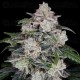 MAC N ME Auto - DNA Genetics
