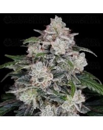 MAC N ME Auto - DNA Genetics