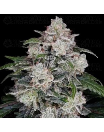 MAC N ME Auto - DNA Genetics