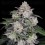 MAC N ME Auto - DNA Genetics