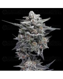 HG23 AKA Michael Jordan Auto - DNA Genetics