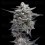 HG23 AKA Michael Jordan Auto - DNA Genetics