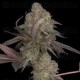 DNA Cake Auto - DNA Genetics