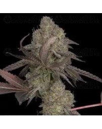 DNA Cake Auto - DNA Genetics