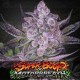 Super Boof x Motorbreath - Green House Seeds
