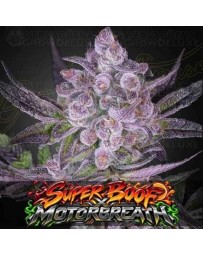 Super Boof x Motorbreath - Green House Seeds