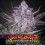 Super Boof x Motorbreath - Green House Seeds
