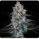 Canelo Auto - DNA Genetics