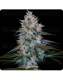 Canelo Auto - DNA Genetics