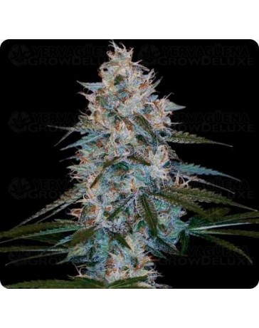 Canelo Auto - DNA Genetics