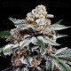 Canelo Auto - DNA Genetics