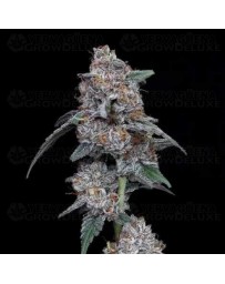 The Big Mac Auto - DNA Genetics