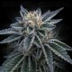 3Peat - DNA Genetics