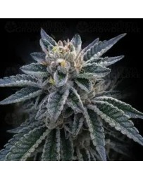 3Peat - DNA Genetics