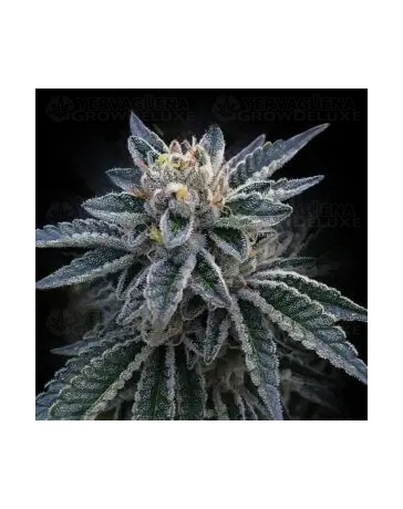 3Peat - DNA Genetics