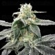 Blue Dream - DNA Genetics