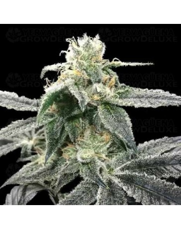 Blue Dream - DNA Genetics