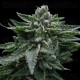 Double Dipped Strawberry - DNA Genetics