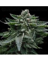 Double Dipped Strawberry - DNA Genetics