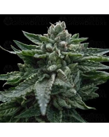 Double Dipped Strawberry - DNA Genetics