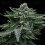 Double Dipped Strawberry - DNA Genetics