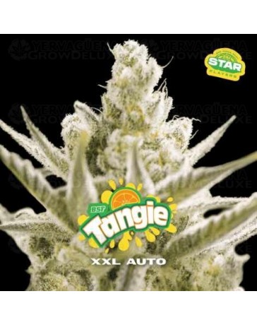Tangie XXL Auto - BSF Seeds