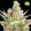 Tangie XXL Auto - BSF Seeds