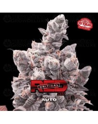 Red Critical Auto - BSF Seeds