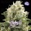 Moby D XXL Auto - BSF Seeds