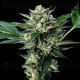 Sour Garlic x Honey Banana - DNA Genetics