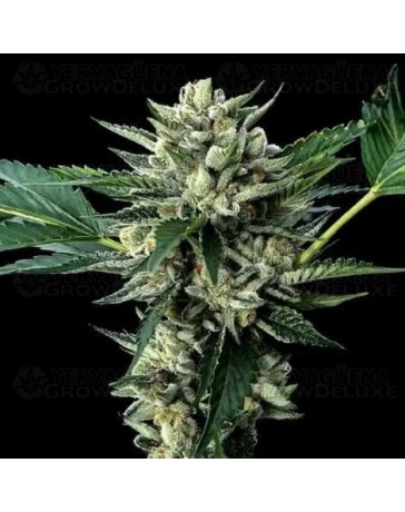 Sour Garlic x Honey Banana - DNA Genetics