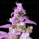 Purple Chocolope - DNA Genetics