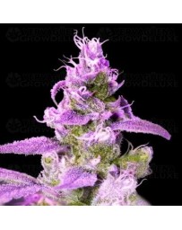 Purple Chocolope - DNA Genetics