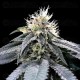 Green Crack - DNA Genetics