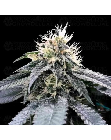 Green Crack - DNA Genetics