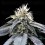 Green Crack - DNA Genetics