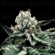 Gorilla Glue #4 - DNA Genetics