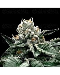 Gorilla Glue #4 - DNA Genetics
